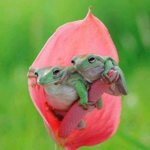 Meet your Posher, Carmelita